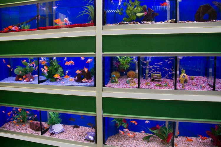 How to Choose the Perfect Fish for Your Freshwater Aquarium: A Beginner’s Guide