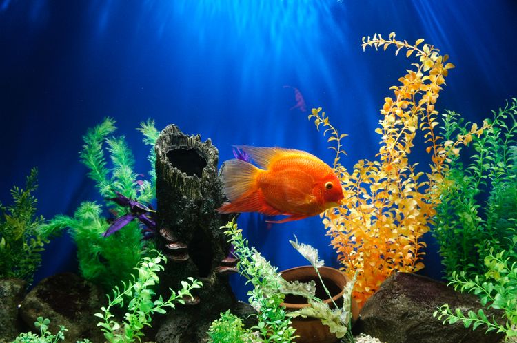 FISH KEEPING 101: A Step-by-Step Guide to Set Up an Aquarium for Beginners