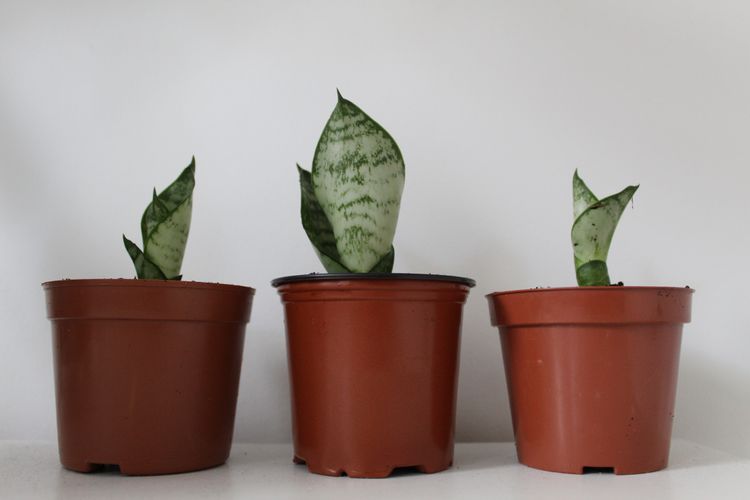 Propagating Houseplants 101: Multiply Your Green Babies Like a Pro!